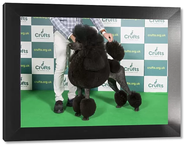 Best of Breed POODLE (STANDARD) Crufts 2022