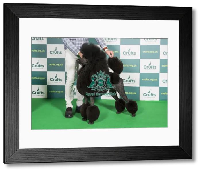 Framed Print : Best of Breed POODLE (STANDARD) Crufts 2022 Framed Print : Best of Breed POODLE (STANDARD) Crufts 2022