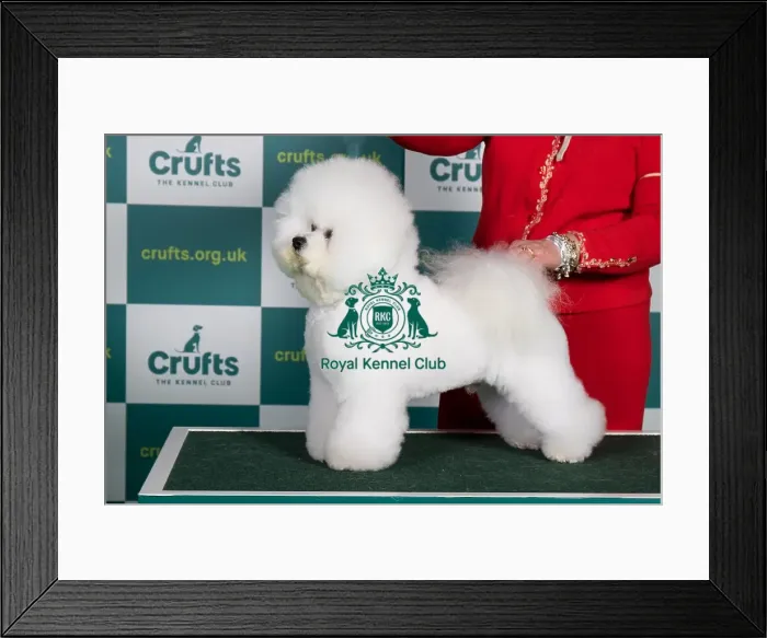 Framed Print : Best of Breed BICHON FRISE Crufts 2022 Framed Print : Best of Breed BICHON FRISE Crufts 2022