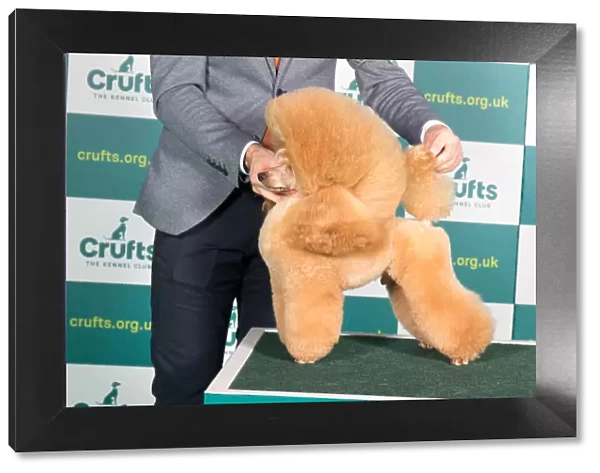Best of Breed POODLE (TOY) Crufts 2022