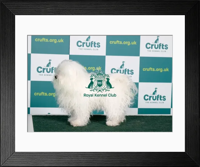 Framed Print : Best of Breed Bolognese Crufts 2022 Framed Print : Best of Breed Bolognese Crufts 2022