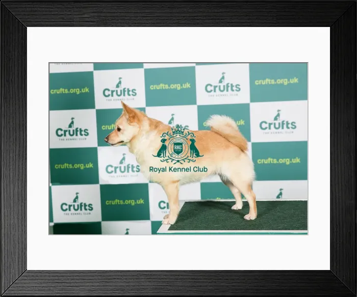 Framed Print : Best of Breed SCHIPPERKE Crufts 2022 Framed Print : Best of Breed SCHIPPERKE Crufts 2022