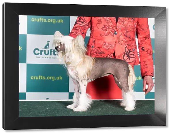 Best of Breed CHINESE CRESTED Crufts 2022