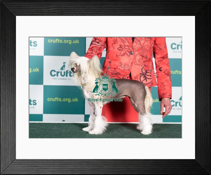 Framed Print : Best of Breed CHINESE CRESTED Crufts 2022 Framed Print : Best of Breed CHINESE CRESTED Crufts 2022
