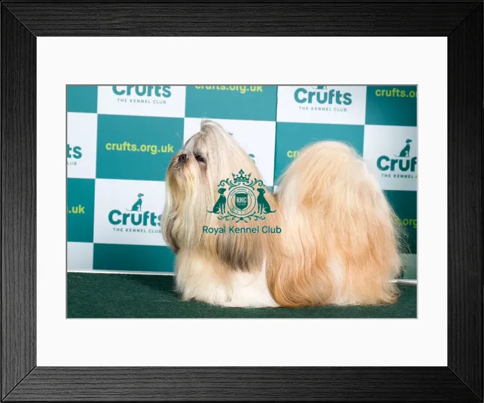 Framed Print : Best of Breed SHIH TZU Crufts 2022 Framed Print : Best of Breed SHIH TZU Crufts 2022