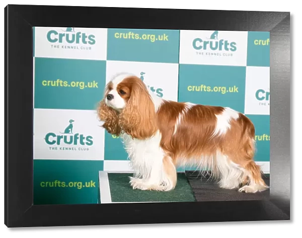 Best of Breed CAVALIER KING CHARLES SPANIEL Crufts 2022