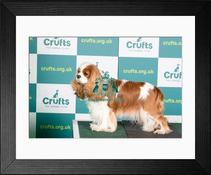 Framed Print : Best of Breed CAVALIER KING CHARLES SPANIEL Crufts 2022 Framed Print : Best of Breed CAVALIER KING CHARLES SPANIEL Crufts 2022