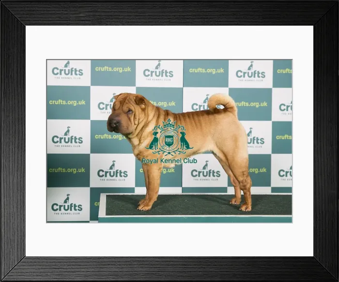 Framed Print : Best of Breed SHAR PEI Crufts 2022 Framed Print : Best of Breed SHAR PEI Crufts 2022