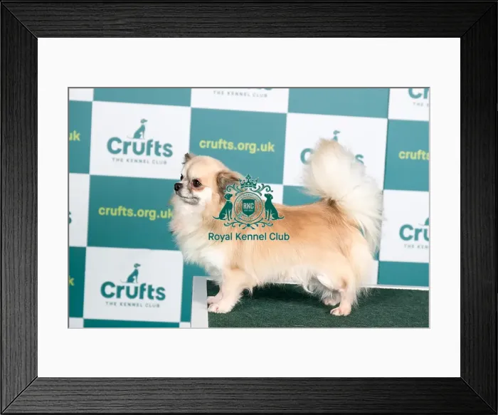 Framed Print : Best of Breed CHIHUAHUA (LONG COAT) Crufts 2022 Framed Print : Best of Breed CHIHUAHUA (LONG COAT) Crufts 2022