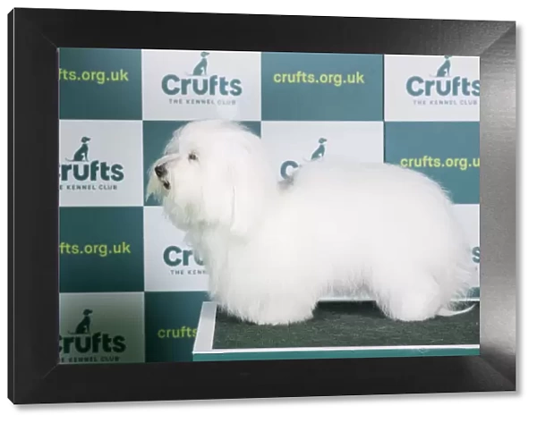 Best of Breed COTON DE TULEAR Crufts 2022