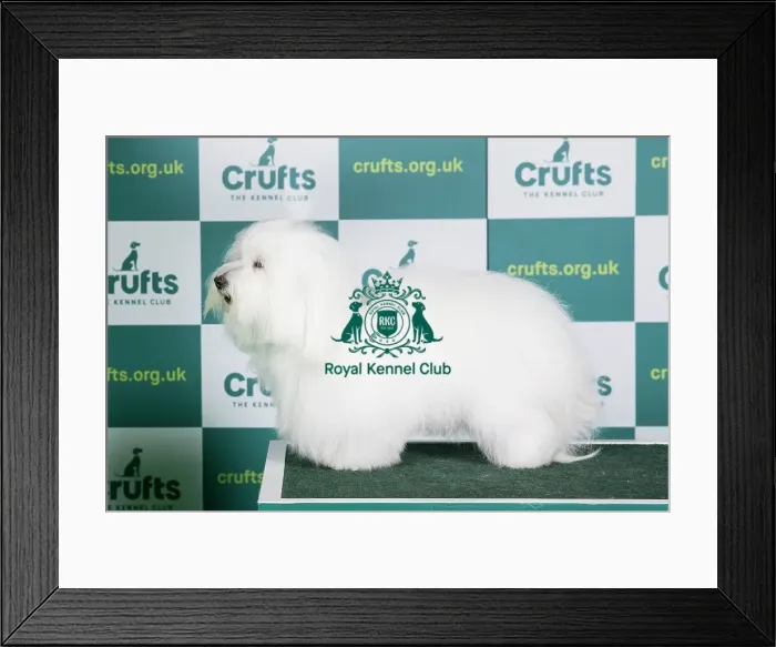 Framed Print : Best of Breed COTON DE TULEAR Crufts 2022 Framed Print : Best of Breed COTON DE TULEAR Crufts 2022