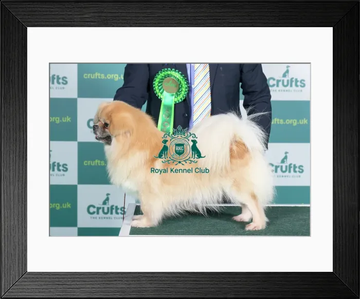 Framed Print : Best of Breed TIBETAN SPANIEL Crufts 2022 Framed Print : Best of Breed TIBETAN SPANIEL Crufts 2022