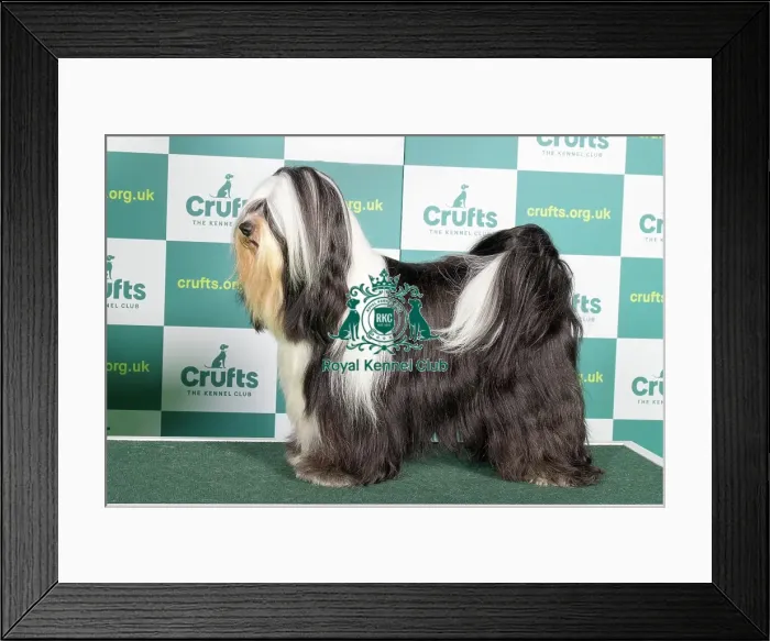 Framed Print : Best of Breed TIBETAN TERRIER Crufts 2022 Framed Print : Best of Breed TIBETAN TERRIER Crufts 2022