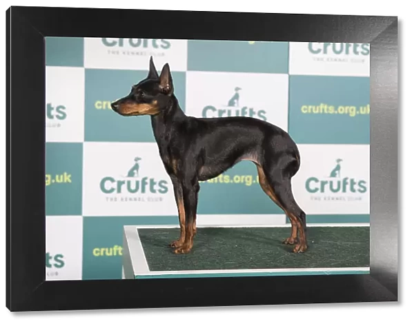 Best of Breed English Toy Terrier Crufts 2022