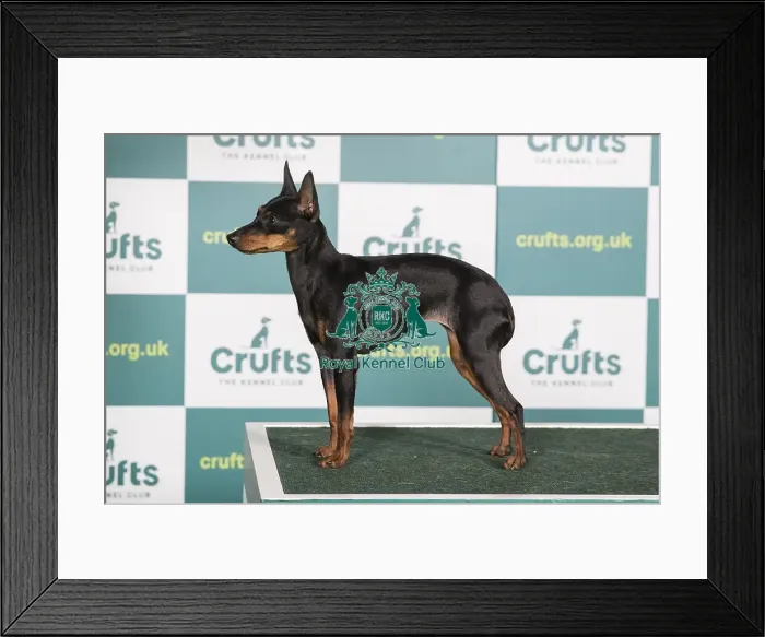 Framed Print : Best of Breed English Toy Terrier Crufts 2022 Framed Print : Best of Breed English Toy Terrier Crufts 2022