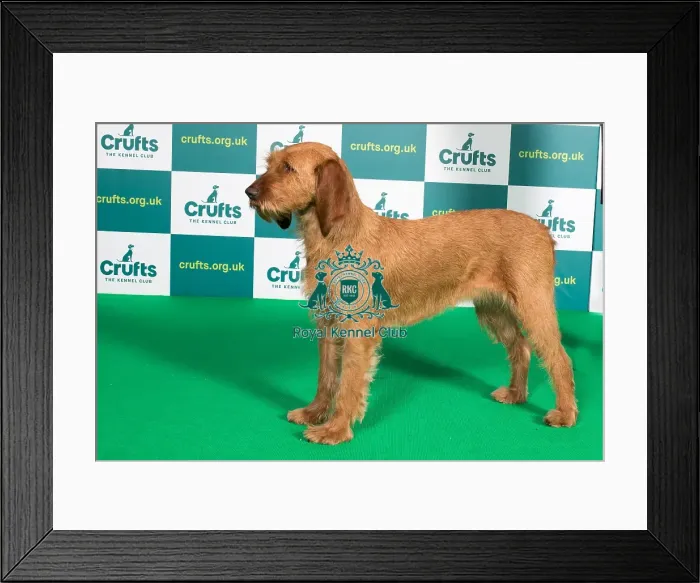 Framed Print : Best of Breed Griffon Fauve de Bretagne Crufts 2022