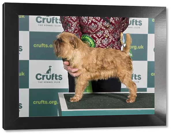 Best of Breed GRIFFON BRUXELLOIS Crufts 2022