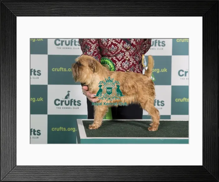 Framed Print : Best of Breed GRIFFON BRUXELLOIS Crufts 2022 Framed Print : Best of Breed GRIFFON BRUXELLOIS Crufts 2022