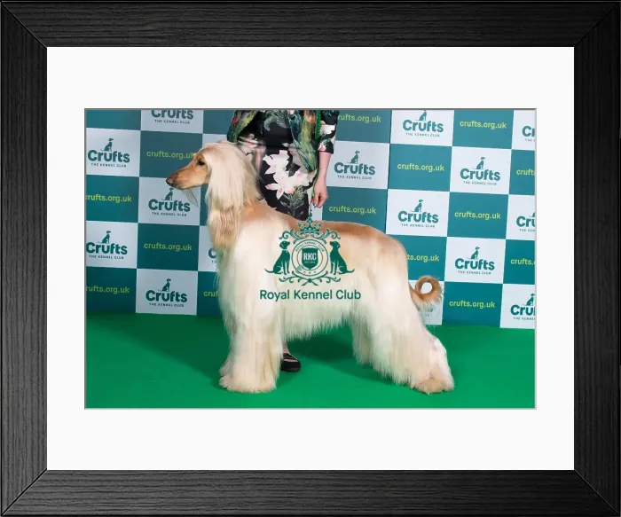 Framed Print : Best of Breed Afghan Hound Crufts 2022 Framed Print : Best of Breed Afghan Hound Crufts 2022