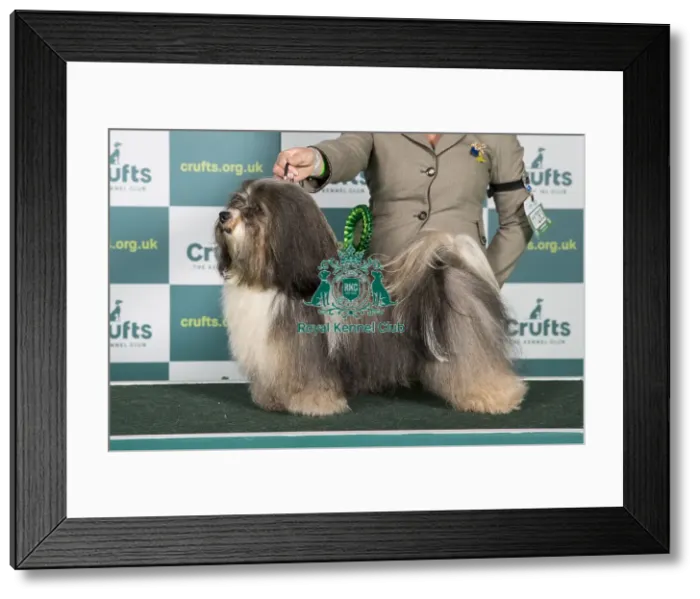Framed Print : Best of Breed Havanese Crufts 2022