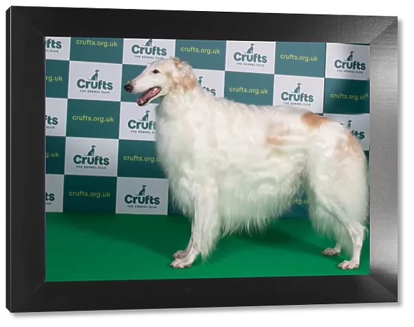 Best of Breed Borzoi Crufts 2022