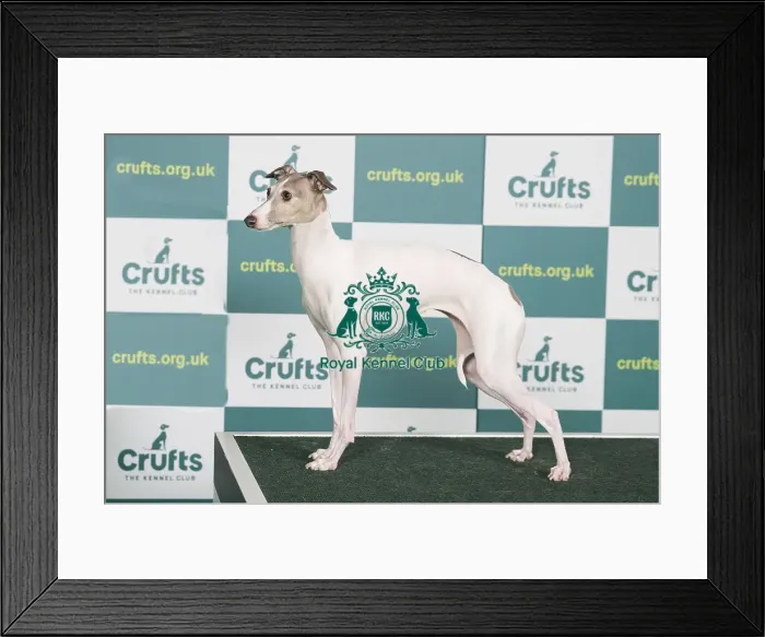 Framed Print : Best of Breed ITALIAN GREYHOUND Crufts 2022 Framed Print : Best of Breed ITALIAN GREYHOUND Crufts 2022