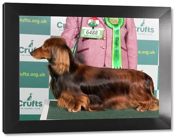 Best of Breed DACHSHUND (LONG HAIRED)