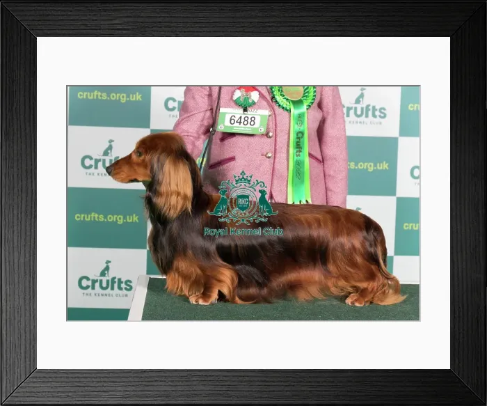 Framed Print : Best of Breed DACHSHUND (LONG HAIRED) Framed Print : Best of Breed DACHSHUND (LONG HAIRED)