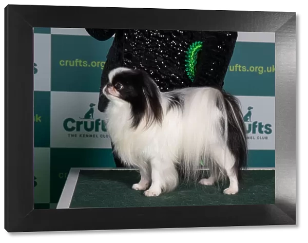 Best of Breed JAPANESE CHIN Crufts 2022