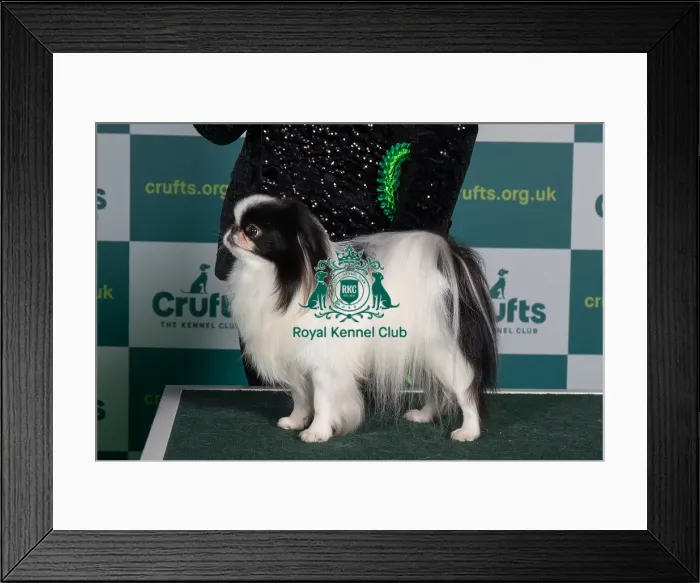 Framed Print : Best of Breed JAPANESE CHIN Crufts 2022 Framed Print : Best of Breed JAPANESE CHIN Crufts 2022