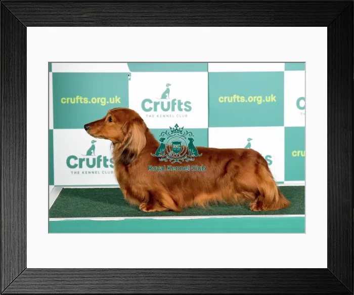 Framed Print : Best of Breed DACHSHUND (MINIATURE LONG HAIRED) Framed Print : Best of Breed DACHSHUND (MINIATURE LONG HAIRED)