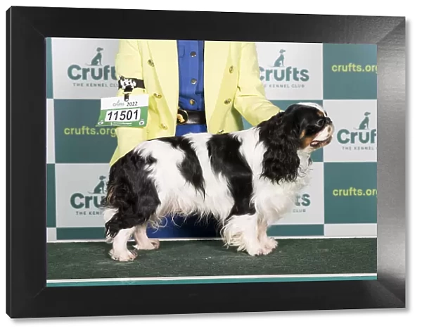 Best of Breed KING CHARLES SPANIEL Crufts 2022