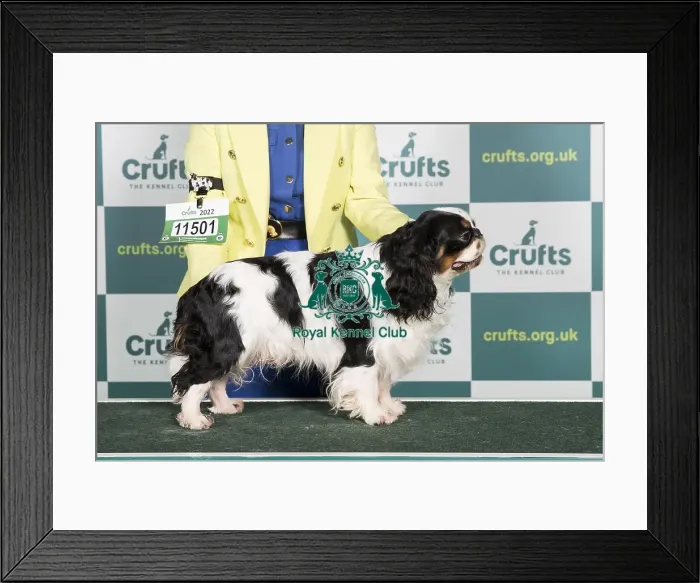 Framed Print : Best of Breed KING CHARLES SPANIEL Crufts 2022 Framed Print : Best of Breed KING CHARLES SPANIEL Crufts 2022