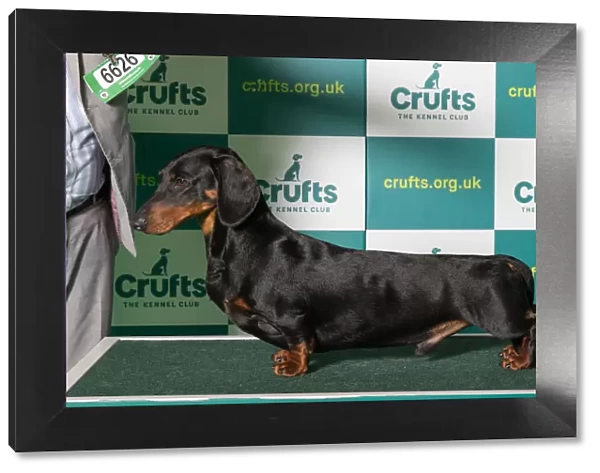 Best of Breed Crufts 2022 DACHSHUND (SMOOTH HAIRED)