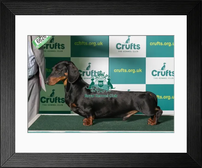 Framed Print : Best of Breed Crufts 2022 DACHSHUND (SMOOTH HAIRED) Framed Print : Best of Breed Crufts 2022 DACHSHUND (SMOOTH HAIRED)