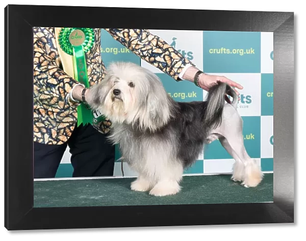 Best of Breed Lowchen Crufts 2022