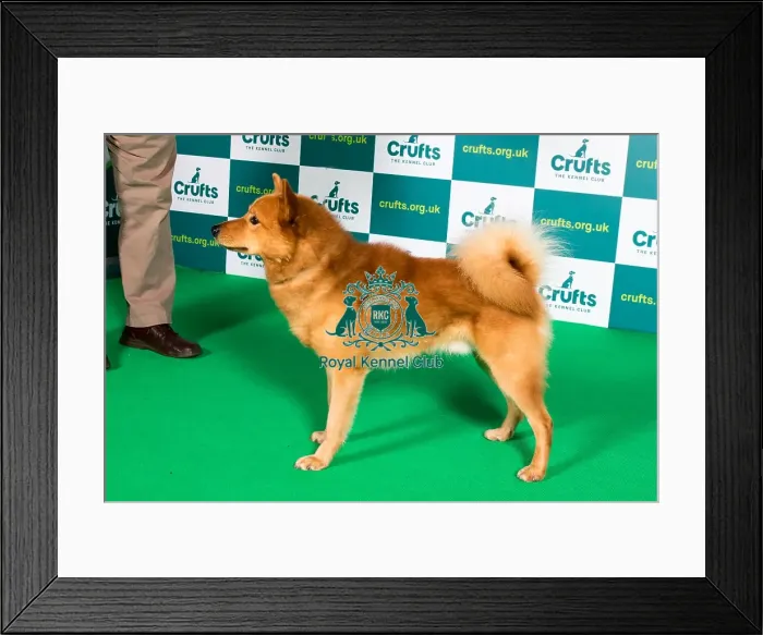 Framed Print : Best of Breed FINNISH SPITZ Crufts 2022 Framed Print : Best of Breed FINNISH SPITZ Crufts 2022