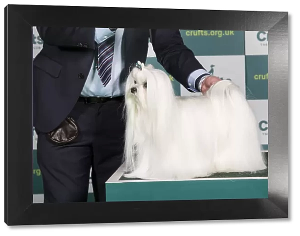 Best of Breed MALTESE Crufts 2022