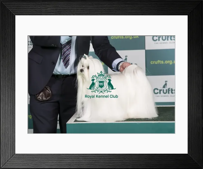Framed Print : Best of Breed MALTESE Crufts 2022 Framed Print : Best of Breed MALTESE Crufts 2022