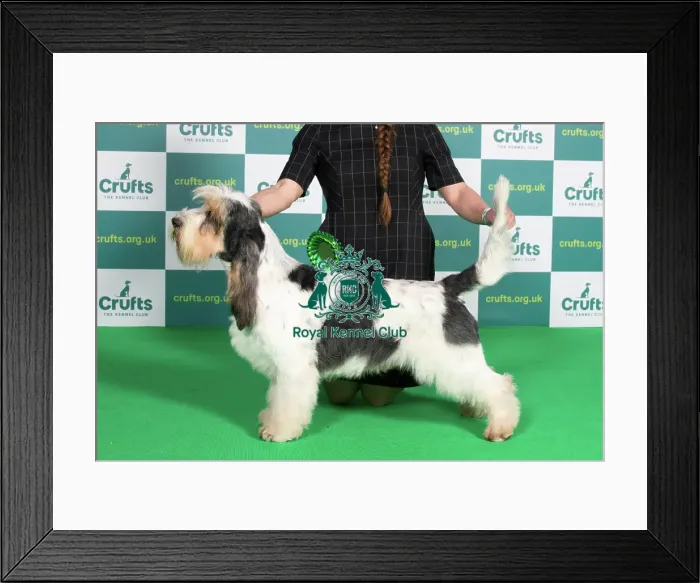 Framed Print : Best of Breed BASSET GRIFFON VENDEEN (GRAND) Framed Print : Best of Breed BASSET GRIFFON VENDEEN (GRAND)