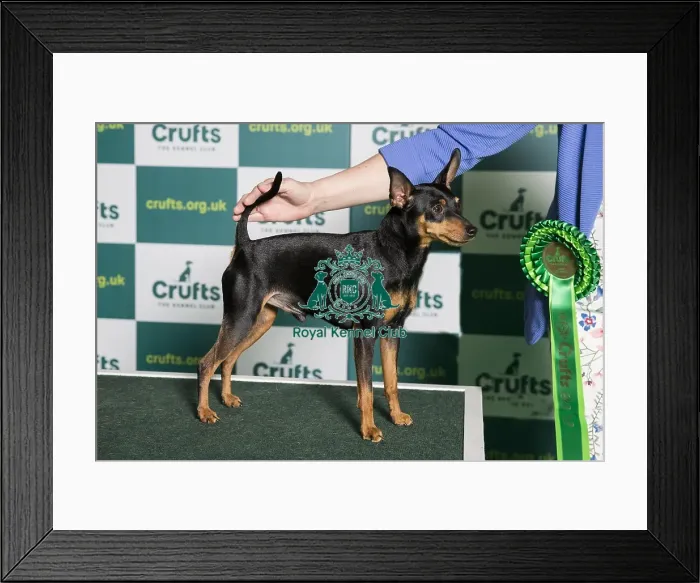Framed Print : Best of Breed MINIATURE PINSCHER Crufts 2022
