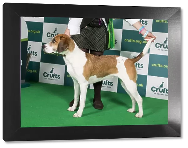 Best of Breed Harrier Crufts 2022