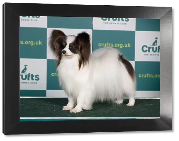 Best of Breed PAPILLON Crufts 2022