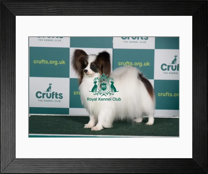 Framed Print : Best of Breed PAPILLON Crufts 2022 Framed Print : Best of Breed PAPILLON Crufts 2022