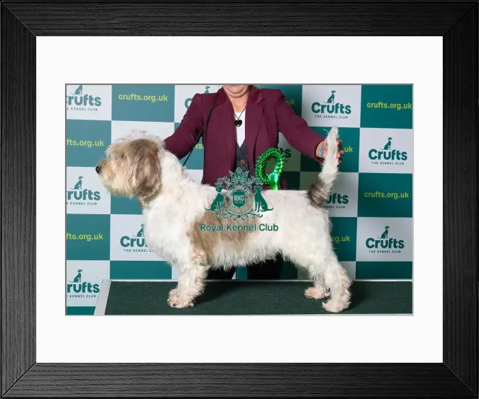 Framed Print : Best of Breed BASSET GRIFFON VENDEEN (PETIT) Crufts 2022