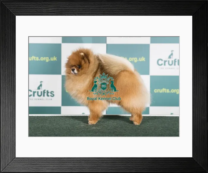 Framed Print : Best of Breed POMERANIAN Crufts 2022 Framed Print : Best of Breed POMERANIAN Crufts 2022