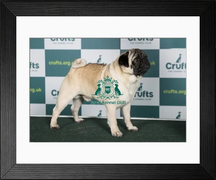 Framed Print : Best of Breed PUG Crufts 2022 Framed Print : Best of Breed PUG Crufts 2022