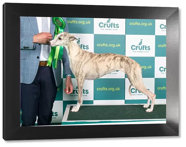 Best of Breed Whippet Crufts 2022