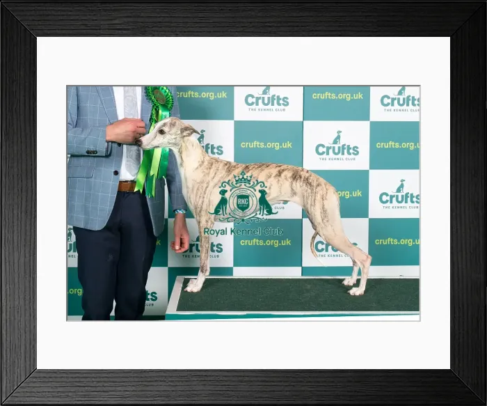 Framed Print : Best of Breed Whippet Crufts 2022