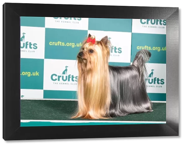 Best of Breed YORKSHIRE TERRIER Crufts 2022